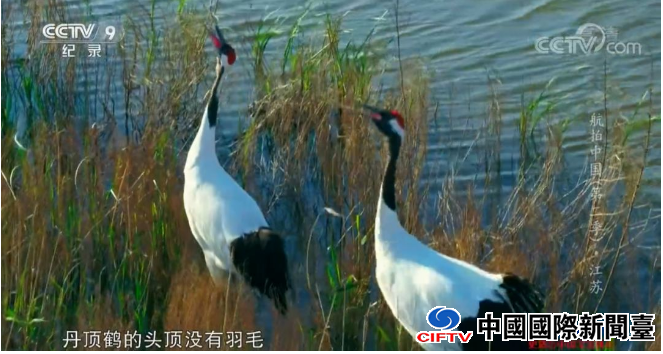 �γ������Ӿ������࣡¹�����裬��̬���ˣ�ÿһ֡�����ޡ���
