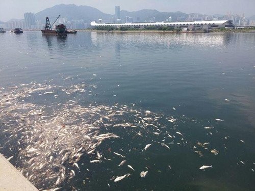 香港一海面发现大批死鱼数量以吨计算(图)