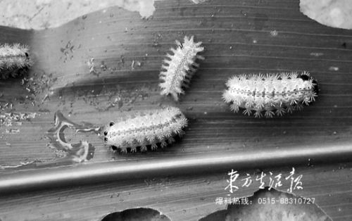 zhoul150826_