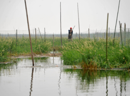 洞庭湖内密密麻麻的围网 李尕摄 点击进入下一页