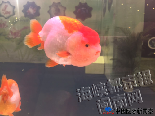 来自福州的“元宝寿”的脸有点儿像婴儿