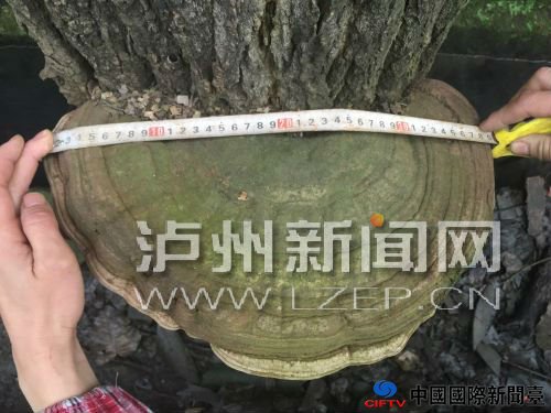 zhangrh1512632 - 