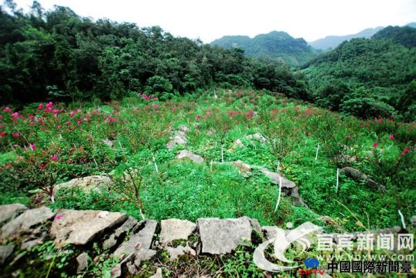 xinhua_sc_yibin201410101947009013941
