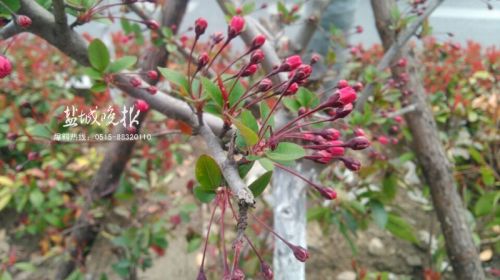xuqq160318_