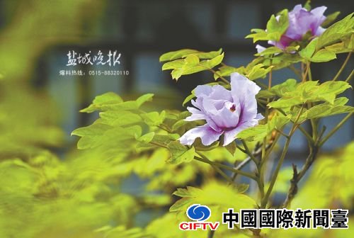 zcyang160421_