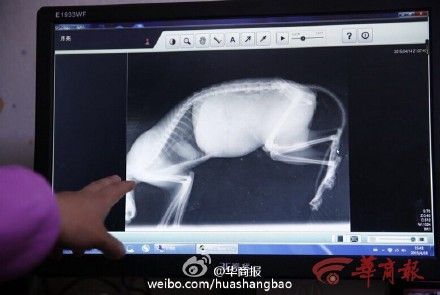 è豻̱